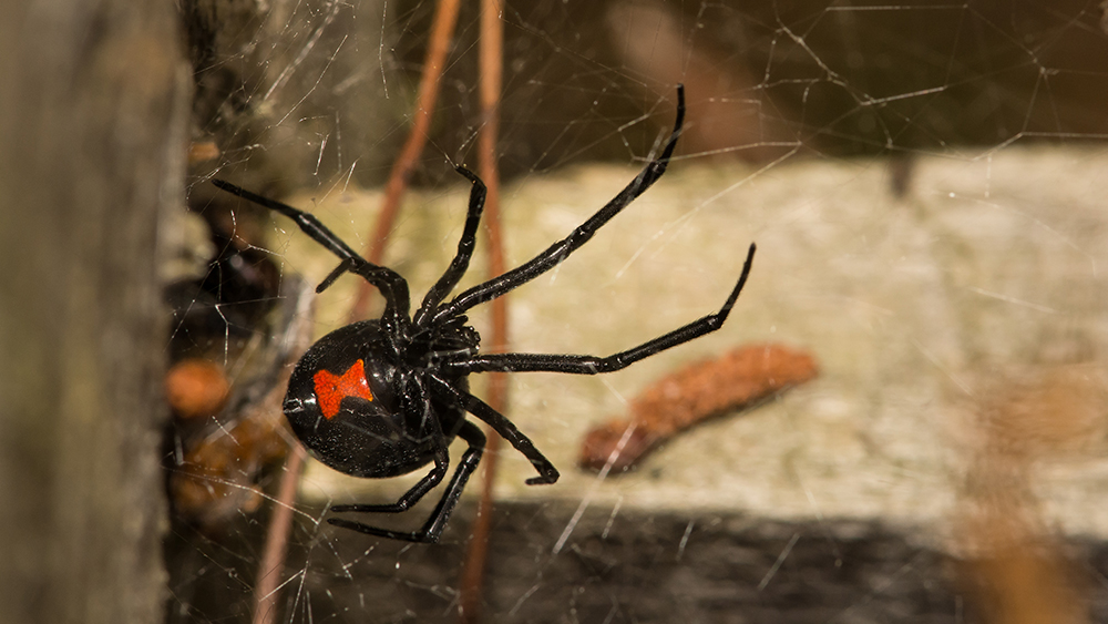 Amazing Design of Black Widow Web Silk The Institute for